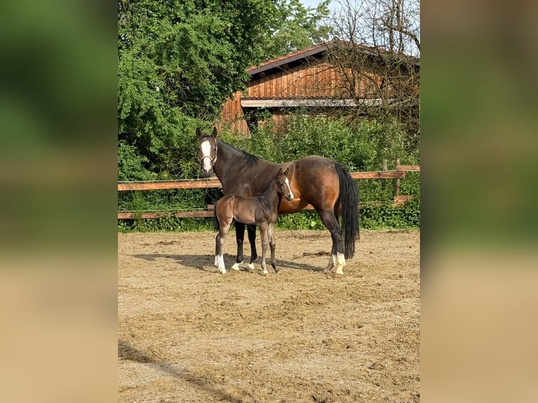 American Quarter Horse Merrie 9 Jaar 158 cm Donkerbruin in Pfaffing