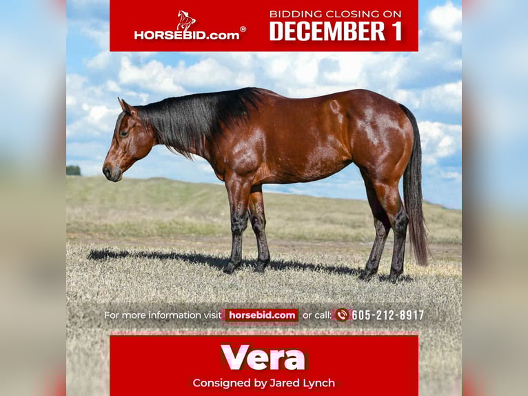 American Quarter Horse Merrie 9 Jaar 160 cm Roodbruin in Canistota