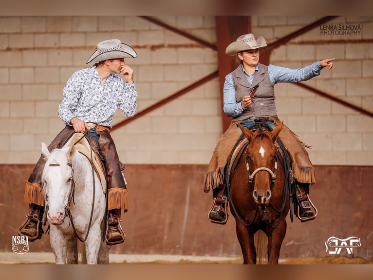 American Quarter Horse Merrie 9 Jaar 160 cm Vos in Haan