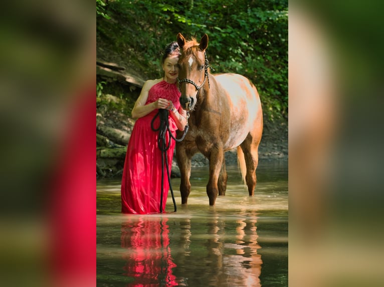 American Quarter Horse Merrie 9 Jaar 160 cm Vos in Haan