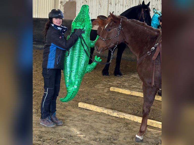 American Quarter Horse Merrie 9 Jaar 160 cm Vos in Haan