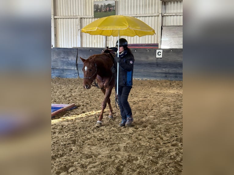 American Quarter Horse Merrie 9 Jaar 160 cm Vos in Haan
