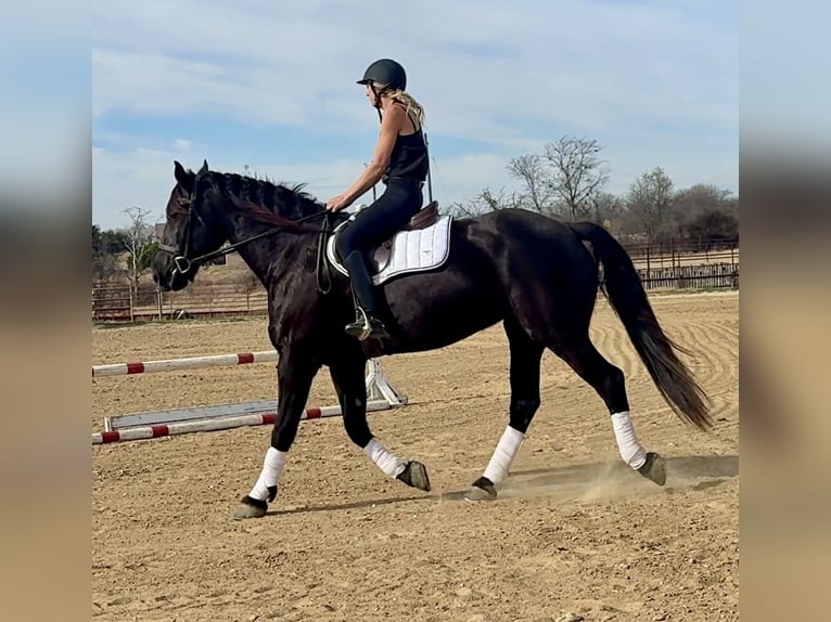 American Quarter Horse Merrie 9 Jaar 163 cm Zwart in Weatherford TX