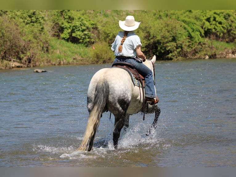 American Quarter Horse Merrie 9 Jaar Appelschimmel in Clarion