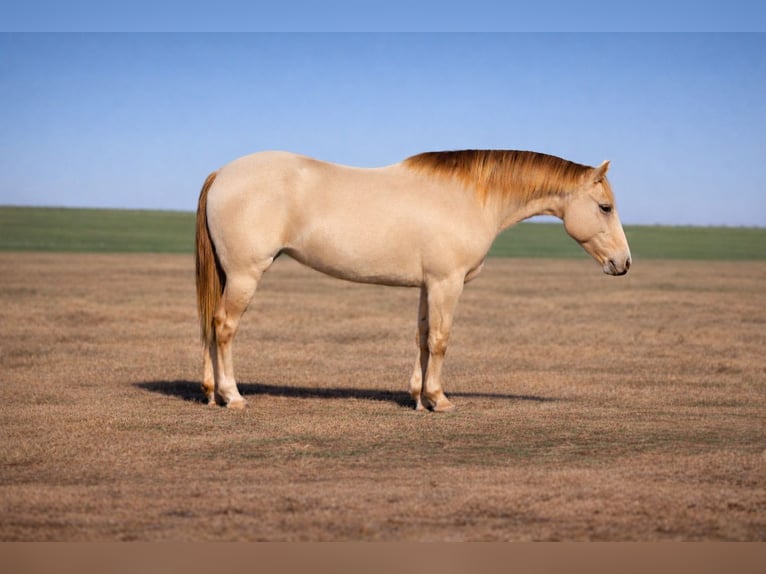 American Quarter Horse Merrie 9 Jaar Champagne in Plano