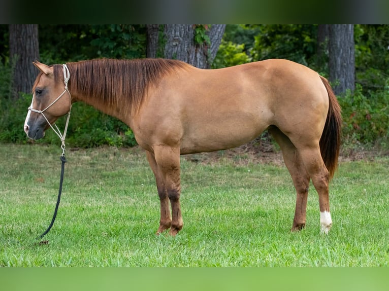 American Quarter Horse Merrie 9 Jaar Falbe in Salem