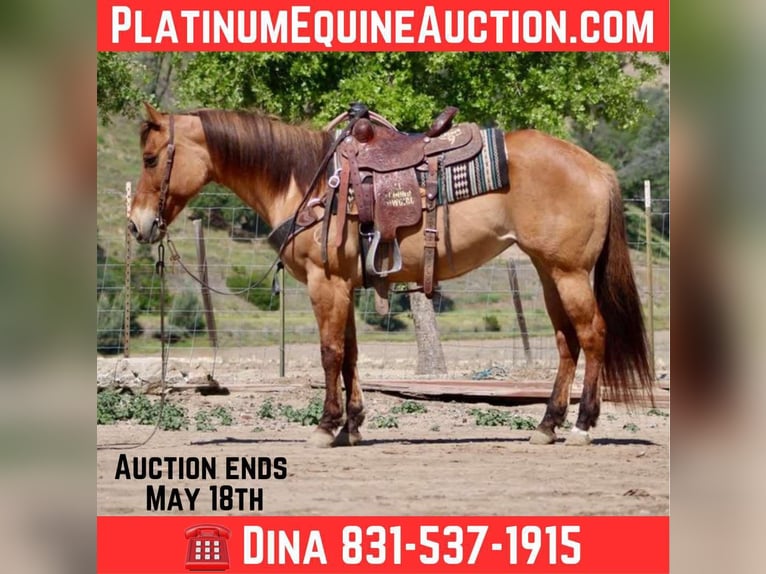 American Quarter Horse Merrie 9 Jaar Falbe in Paicines CA