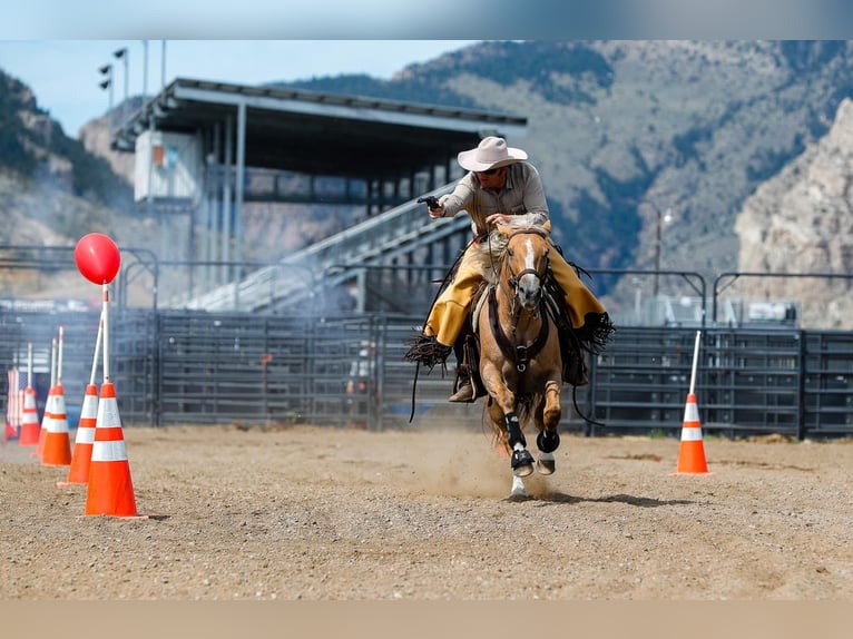 American Quarter Horse Merrie 9 Jaar Palomino in Cody, WY