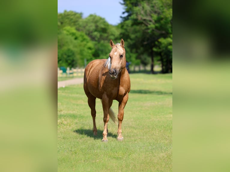 American Quarter Horse Merrie 9 Jaar Palomino in Forney