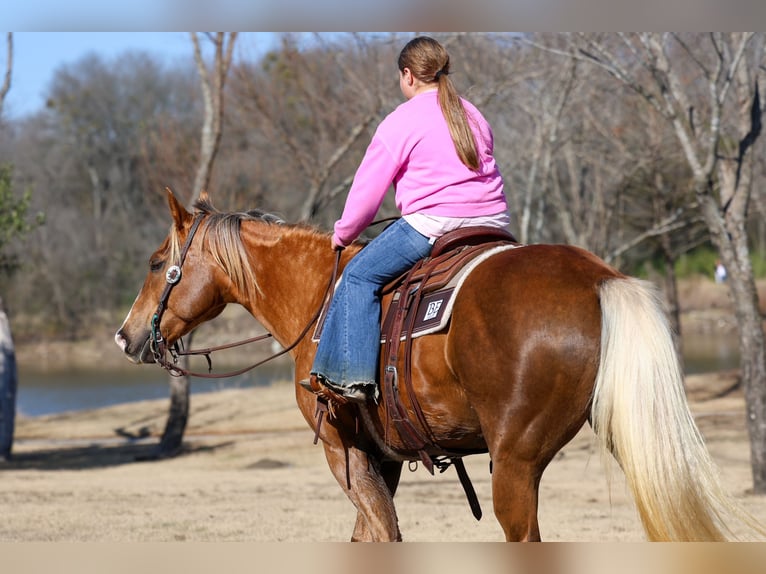 American Quarter Horse Merrie 9 Jaar Palomino in Forney