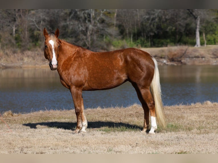 American Quarter Horse Merrie 9 Jaar Palomino in Forney