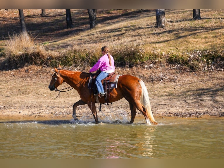 American Quarter Horse Merrie 9 Jaar Palomino in Forney