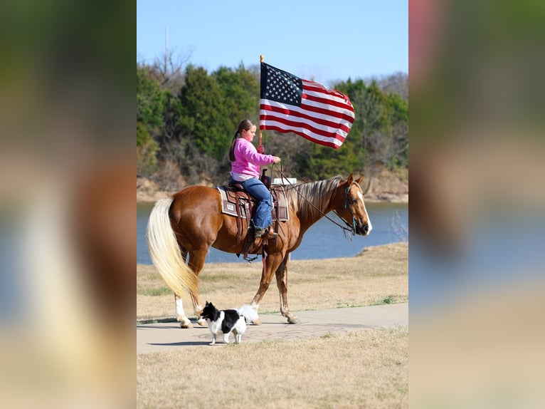 American Quarter Horse Merrie 9 Jaar Palomino in Forney