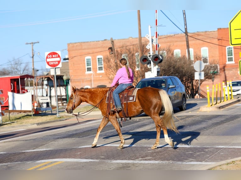 American Quarter Horse Merrie 9 Jaar Palomino in Forney