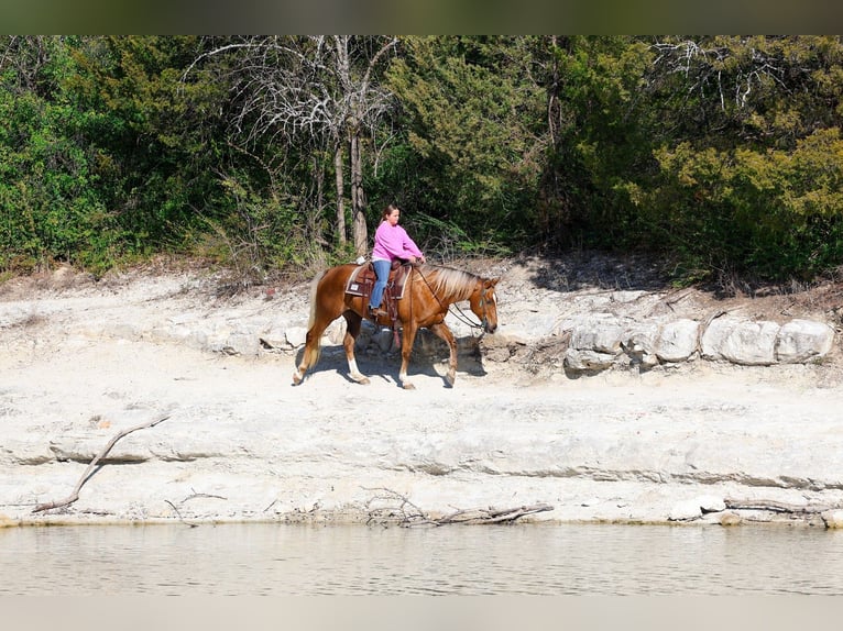 American Quarter Horse Merrie 9 Jaar Palomino in Forney