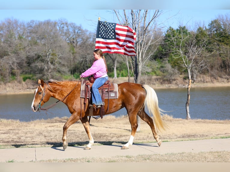 American Quarter Horse Merrie 9 Jaar Palomino in Forney