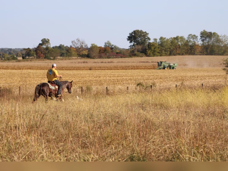 American Quarter Horse Merrie 9 Jaar Roan-Bay in Sonora KY