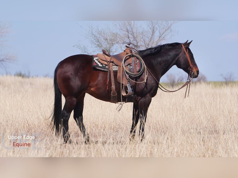 American Quarter Horse Merrie 9 Jaar Roodbruin in Canadian, TX
