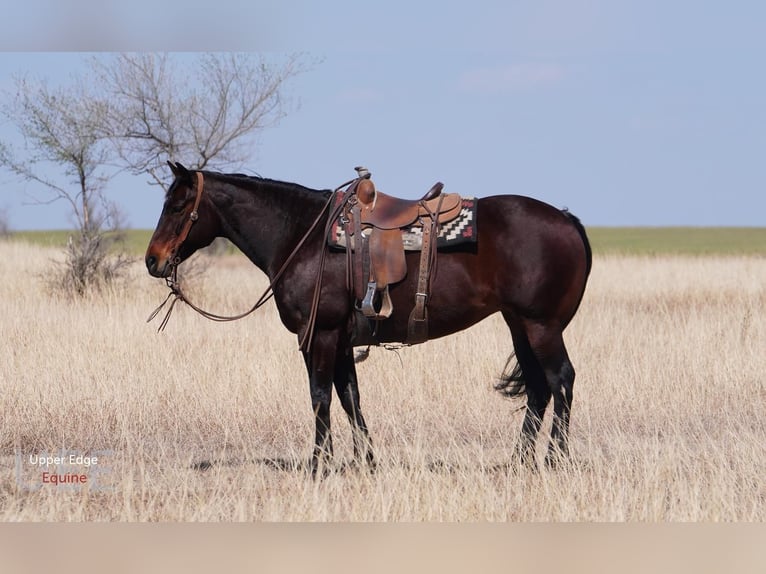 American Quarter Horse Merrie 9 Jaar Roodbruin in Canadian, TX