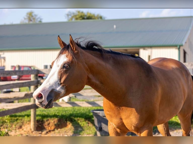 American Quarter Horse Merrie 9 Jaar Roodbruin in Woodbine, MD