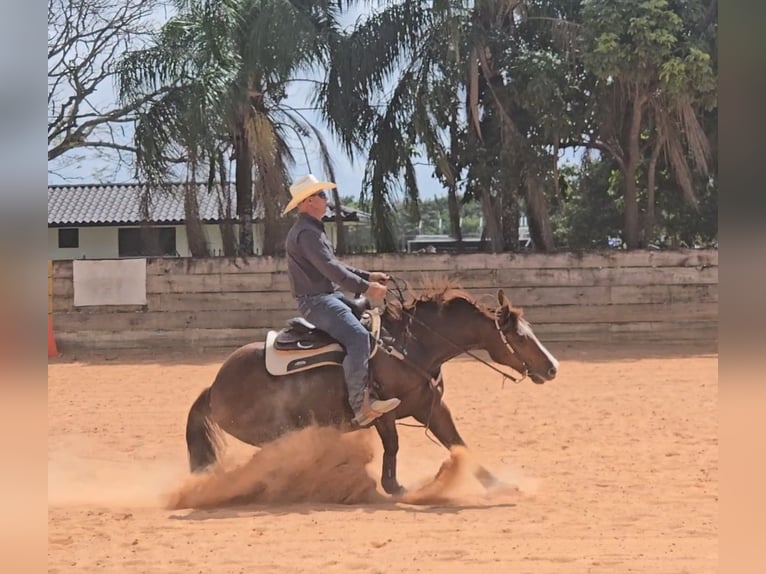 American Quarter Horse Merrie 9 Jaar Roodvos in Port Charlotte