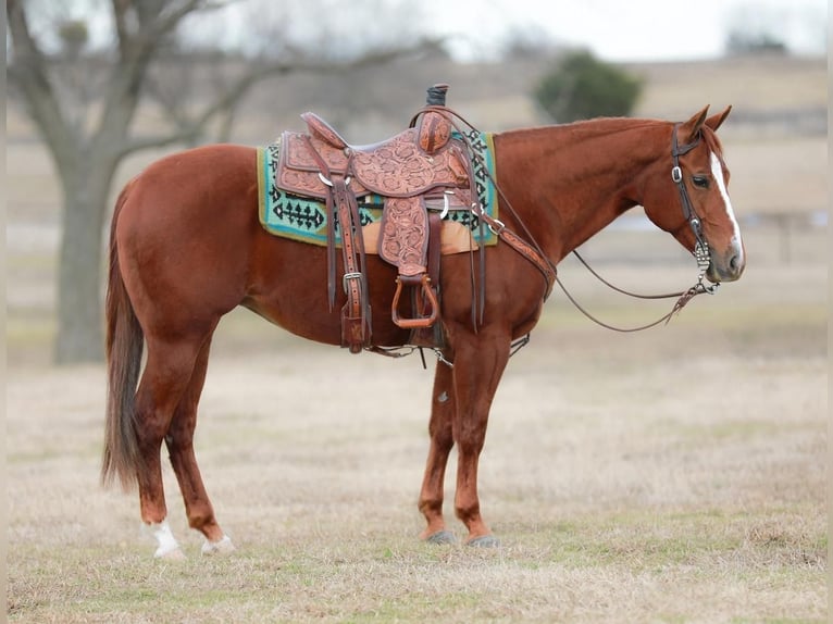 American Quarter Horse Merrie 9 Jaar Roodvos in Whitesboro, TX