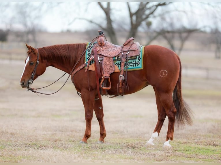 American Quarter Horse Merrie 9 Jaar Roodvos in Whitesboro, TX