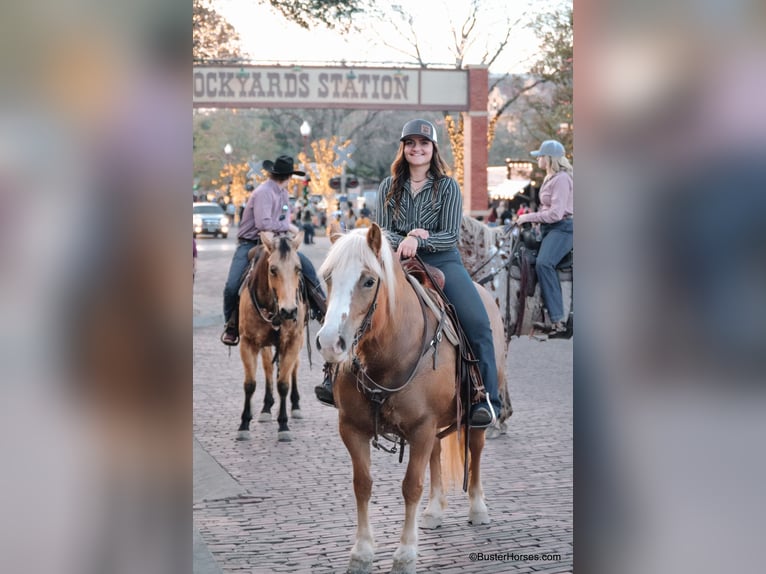 American Quarter Horse Merrie 9 Jaar Roodvos in Weatherford TX