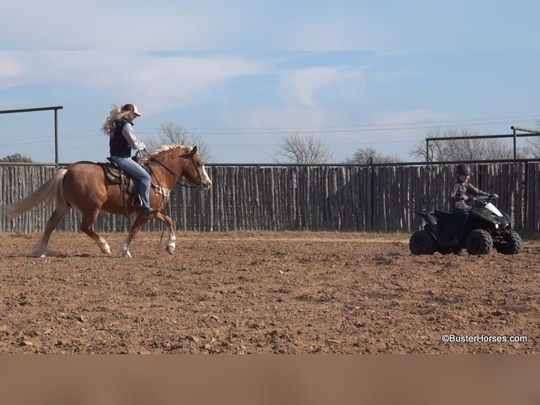 American Quarter Horse Merrie 9 Jaar Roodvos in Weatherford TX