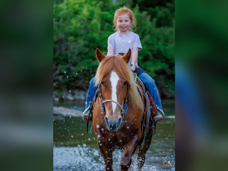 American Quarter Horse Mix Merrie 9 Jaar Roodvos in Auburn