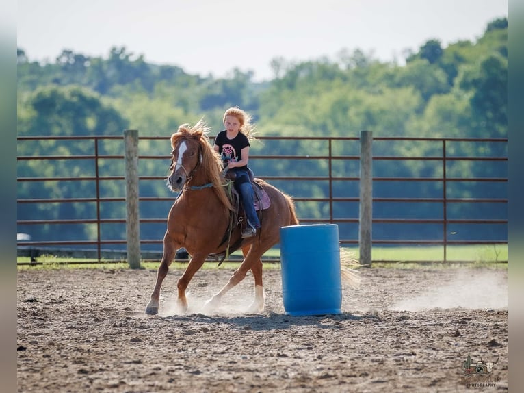 American Quarter Horse Mix Merrie 9 Jaar Roodvos in Auburn