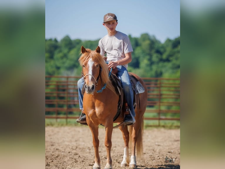 American Quarter Horse Mix Merrie 9 Jaar Roodvos in Auburn