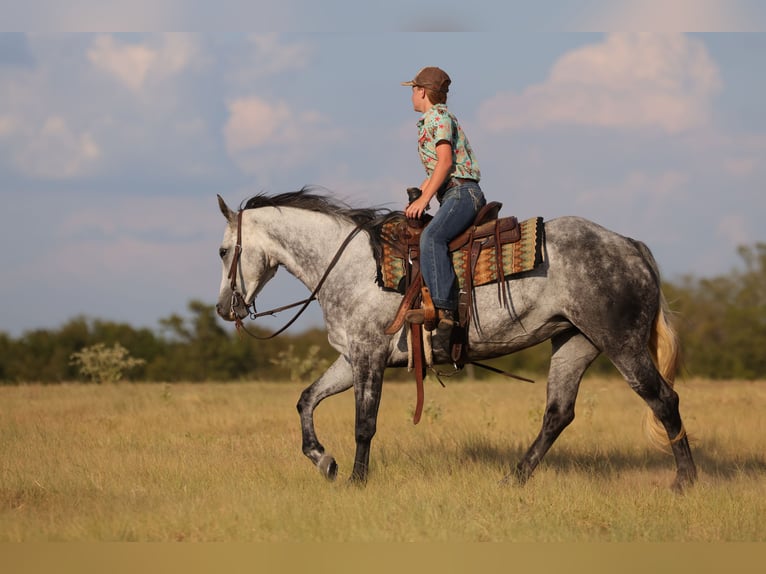 American Quarter Horse Merrie 9 Jaar Schimmel in Mount Vernon