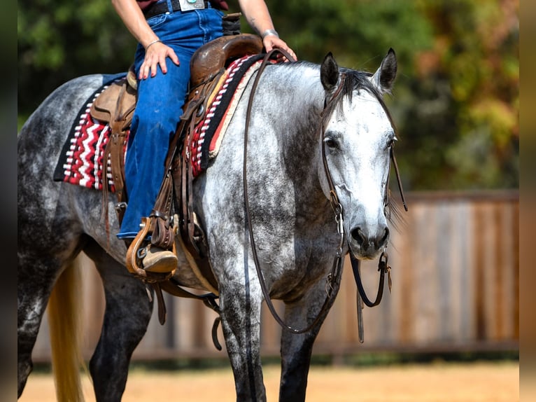 American Quarter Horse Merrie 9 Jaar Schimmel in Mount Vernon