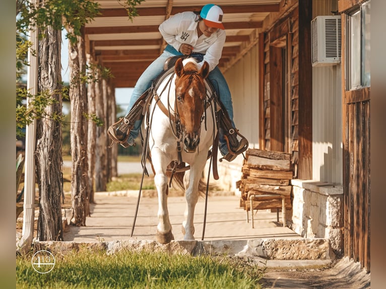 American Quarter Horse Merrie 9 Jaar Tobiano-alle-kleuren in Weatherford TX