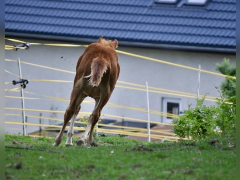 American Quarter Horse Merrie  143 cm Donkere-vos in Mehlmeisel