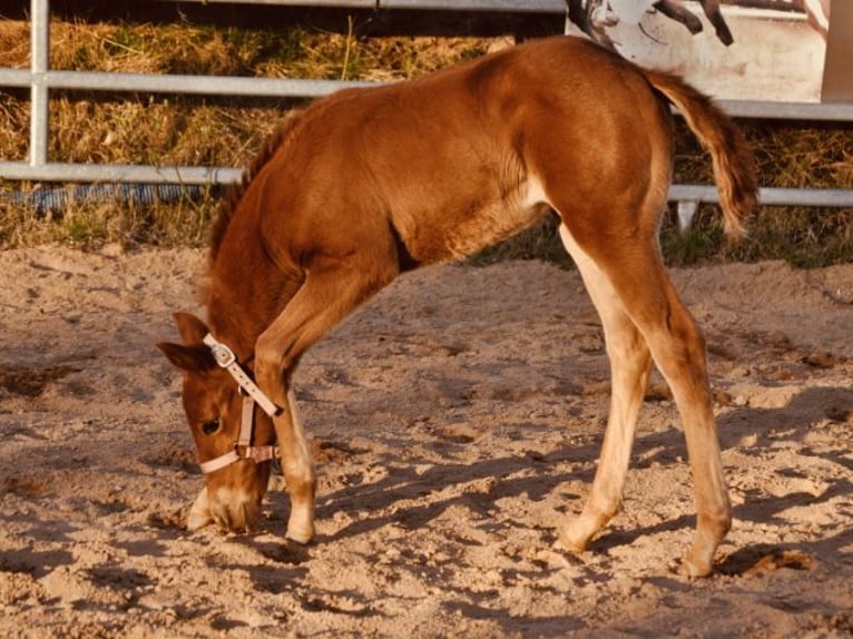American Quarter Horse Merrie  143 cm Donkere-vos in Mehlmeisel