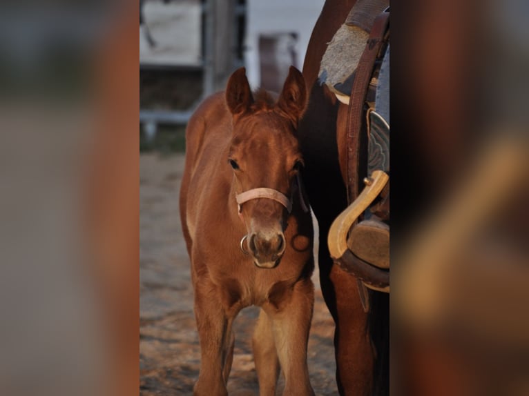 American Quarter Horse Merrie  143 cm Donkere-vos in Mehlmeisel
