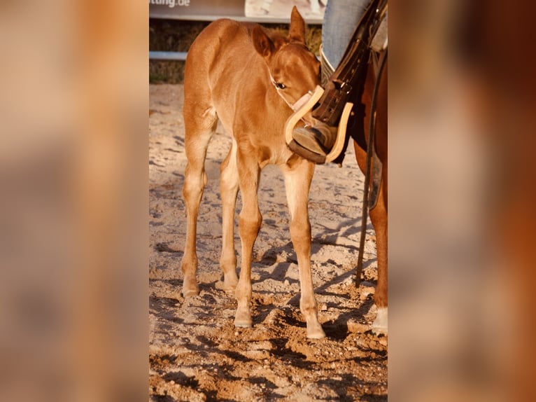 American Quarter Horse Merrie  143 cm Donkere-vos in Mehlmeisel