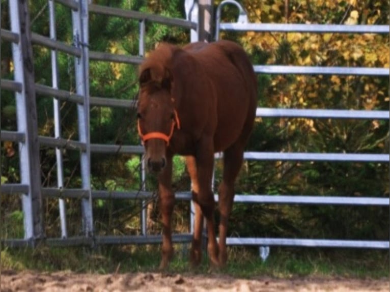 American Quarter Horse Merrie Veulen (01/2025) 143 cm Donkere-vos in Mehlmeisel