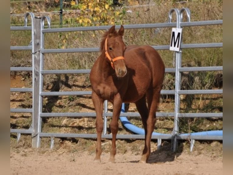 American Quarter Horse Merrie Veulen (01/2025) 143 cm Donkere-vos in Mehlmeisel