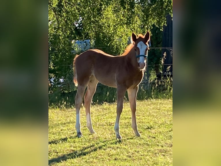American Quarter Horse Merrie Veulen (04/2026) 145 cm Vos in Geiselwind