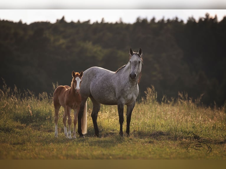 American Quarter Horse Merrie Veulen (04/2026) 145 cm Vos in Geiselwind