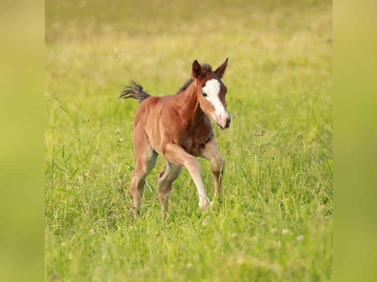 American Quarter Horse Merrie veulen (05/2024) 146 cm Bruin in Waldshut-Tiengen