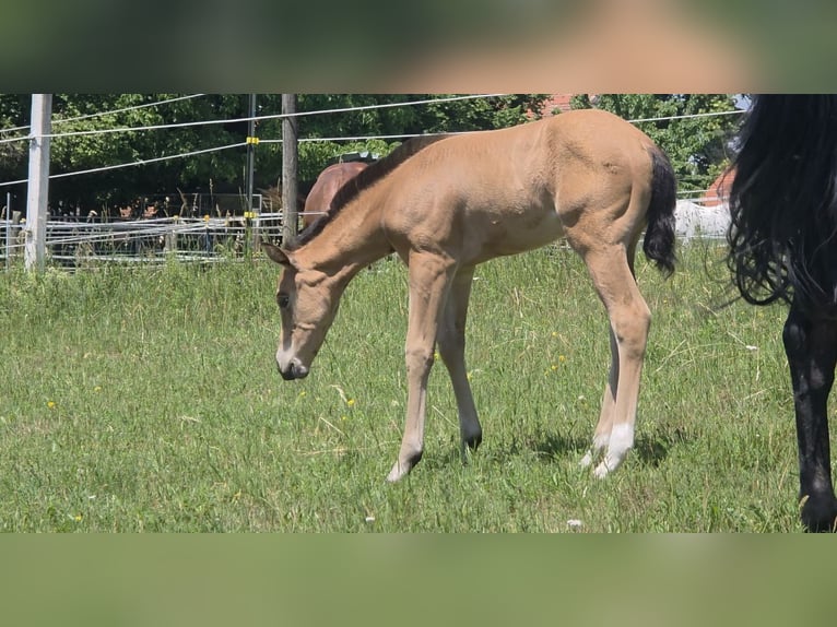 American Quarter Horse Merrie Veulen (06/2026) 148 cm Buckskin in Langenbach