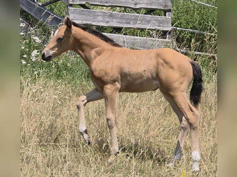 American Quarter Horse Merrie Veulen (06/2026) 148 cm Buckskin in Langenbach