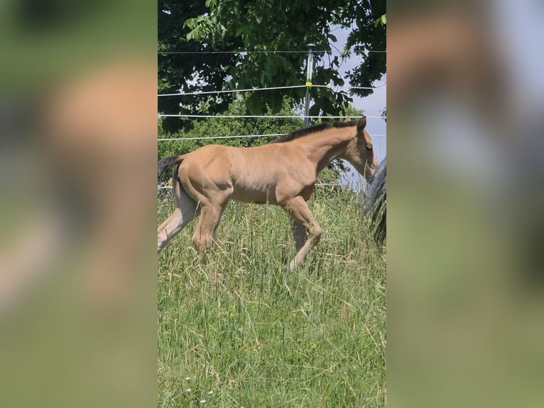 American Quarter Horse Merrie Veulen (06/2026) 148 cm Buckskin in Langenbach