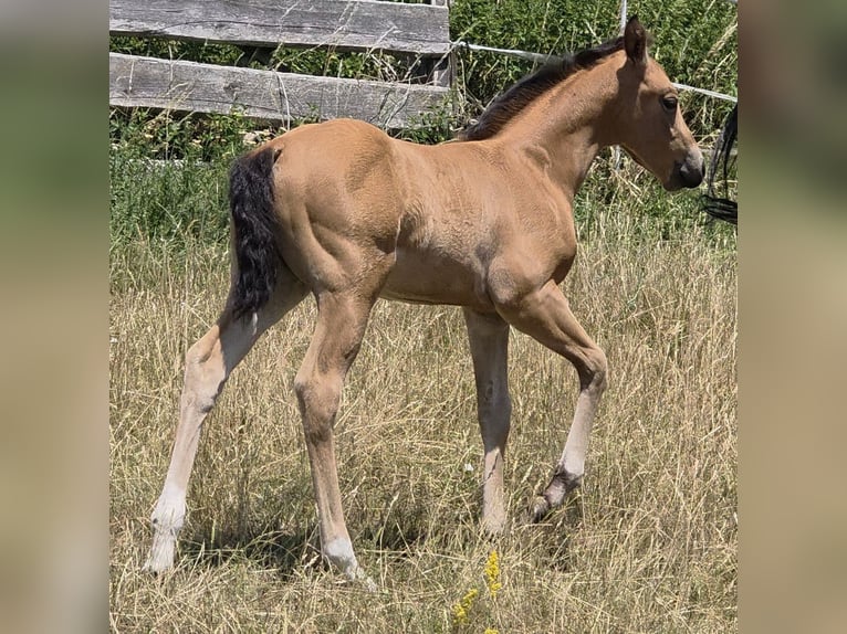 American Quarter Horse Merrie Veulen (06/2026) 148 cm Buckskin in Langenbach