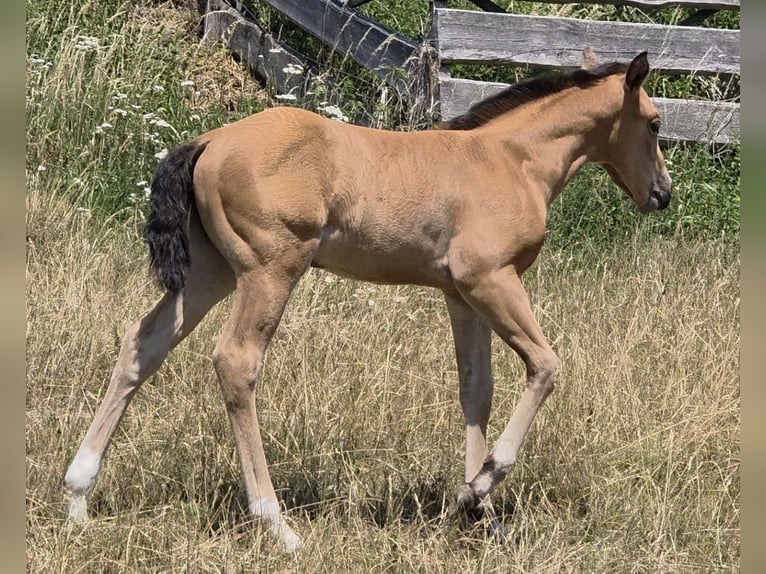 American Quarter Horse Merrie Veulen (06/2026) 148 cm Buckskin in Langenbach