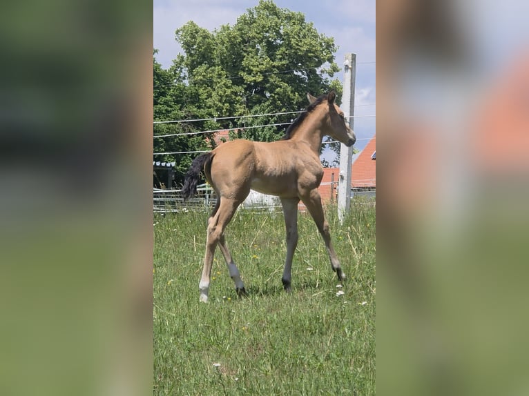American Quarter Horse Merrie Veulen (06/2026) 148 cm Buckskin in Langenbach